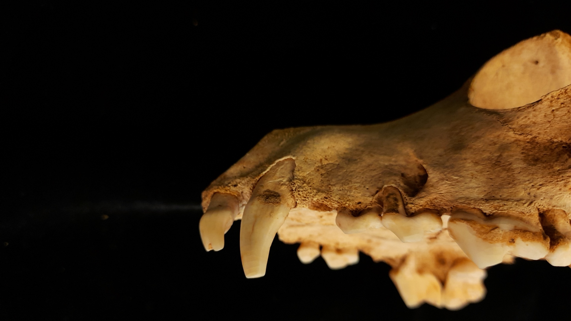 Skull